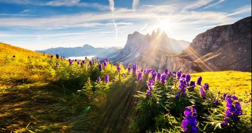 dolomites-flowers.jpg